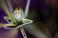 •Sauterelle verte (Tettigonia viridissima)